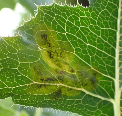 Réf. 269 496 : Liriomyza sonchi